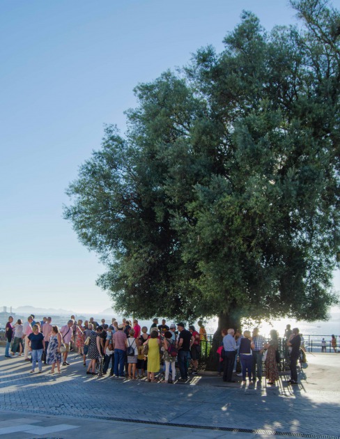 Acto republicano ao pé da Oliveira de Vigo